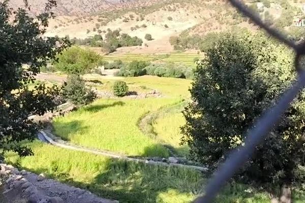 سفید و پربرکت؛ برداشت مرواریدهای میانکوهی در شالیزارها