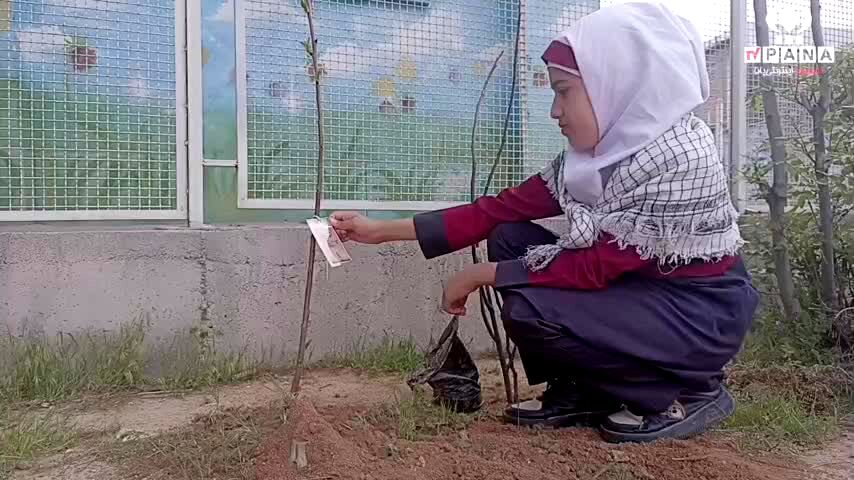 روایت کودکانه امید در کاج