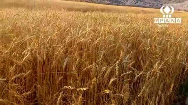 پیش‌بینی خرید تضمینی ۸ میلیون تن گندم
